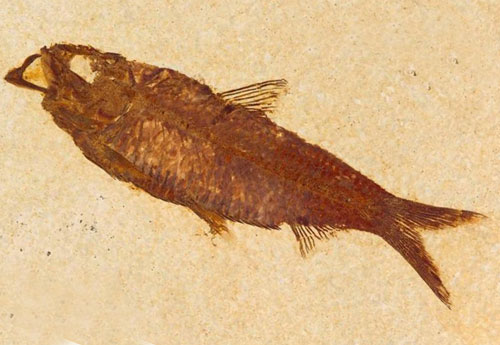 State Fossil: <i>Knightia</i>